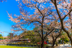 西ノ京の桜