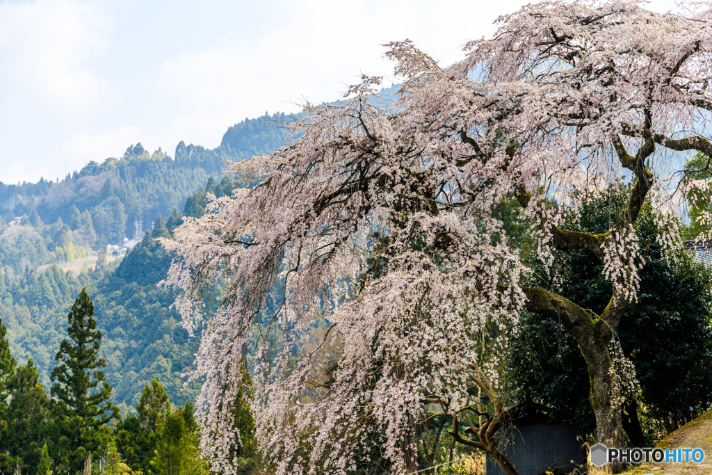 貝原のシダレ桜