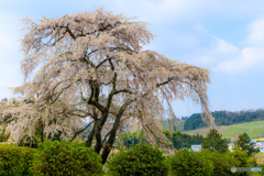 弥三吉桜