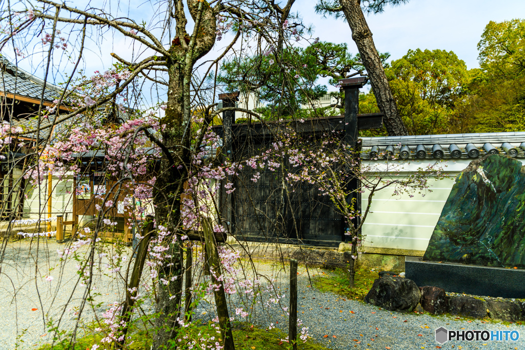 紫式部の歌碑と桜