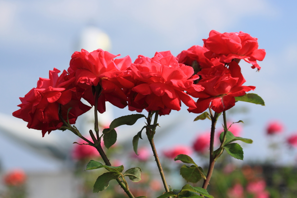 薔薇と太陽