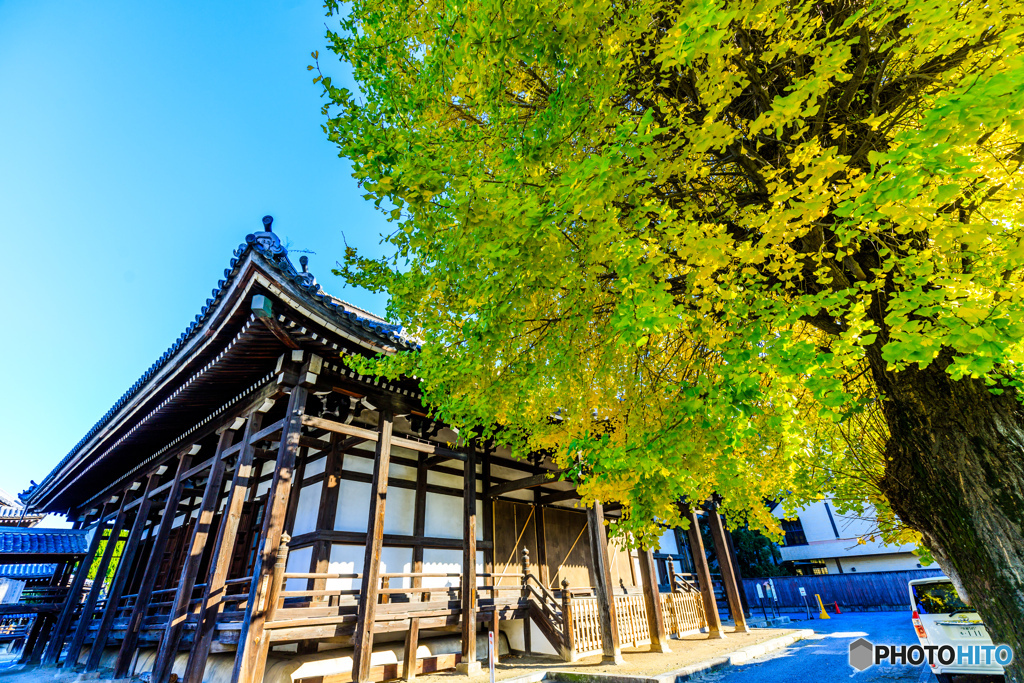 本法寺の銀杏