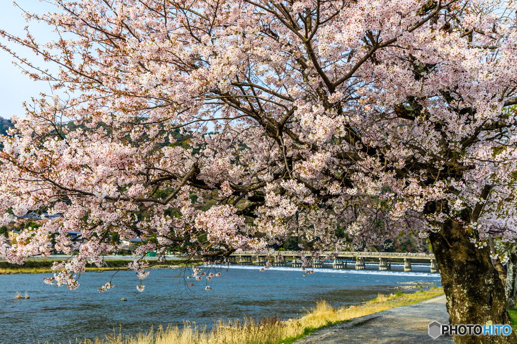 渡月橋桜