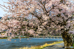 渡月橋桜