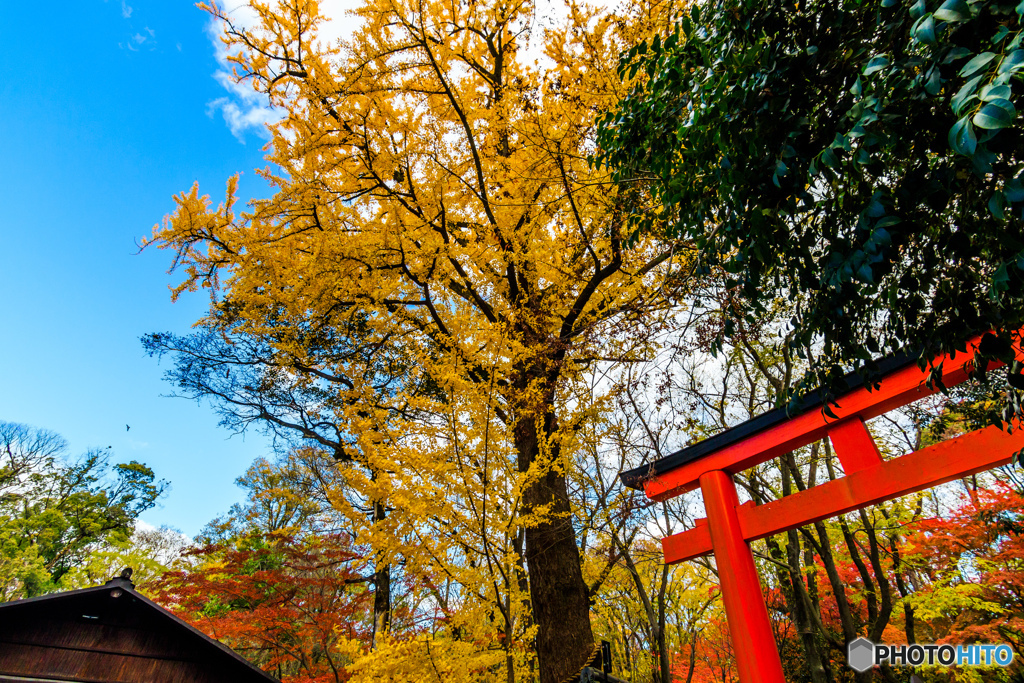 河合神社の黄葉