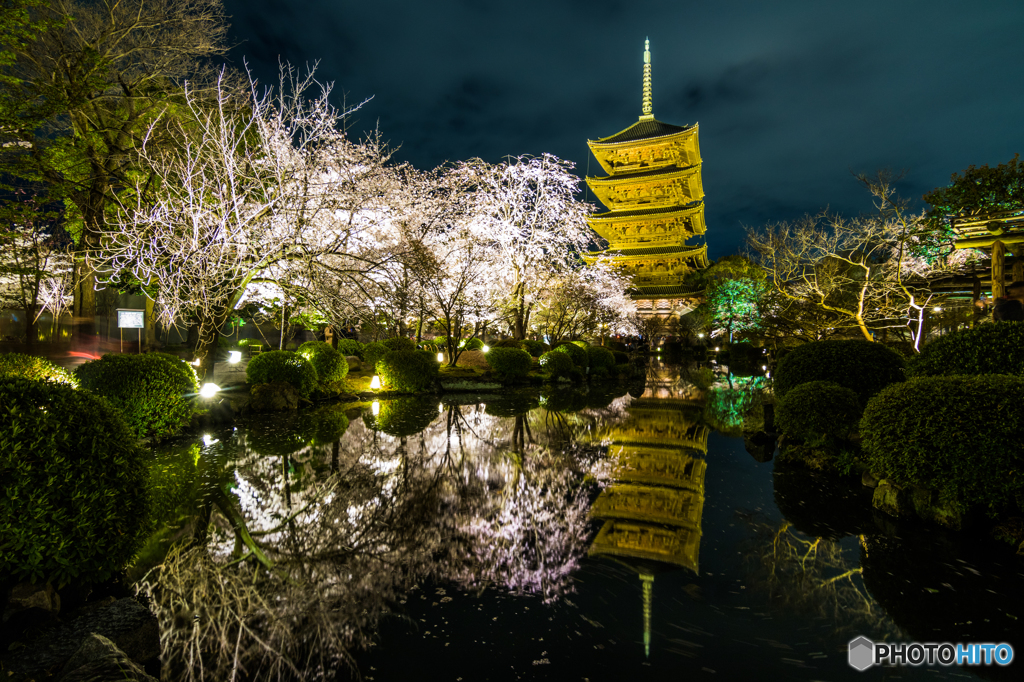 東寺の夜桜庭園