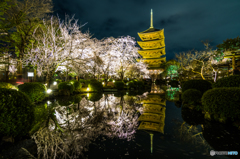 東寺の夜桜庭園
