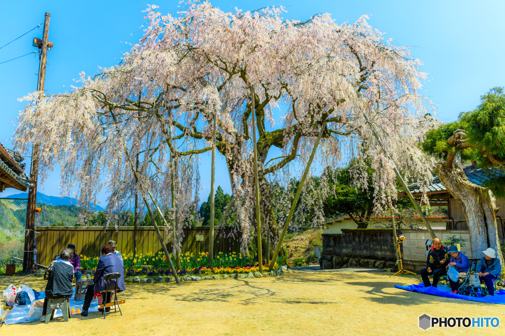 樫辻の女姫桜