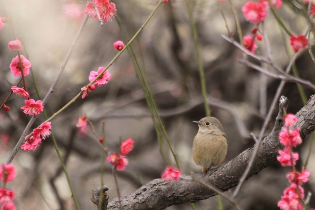 花見する私