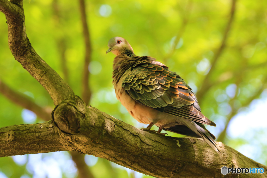 魅惑な鳩さん
