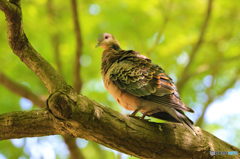 魅惑な鳩さん