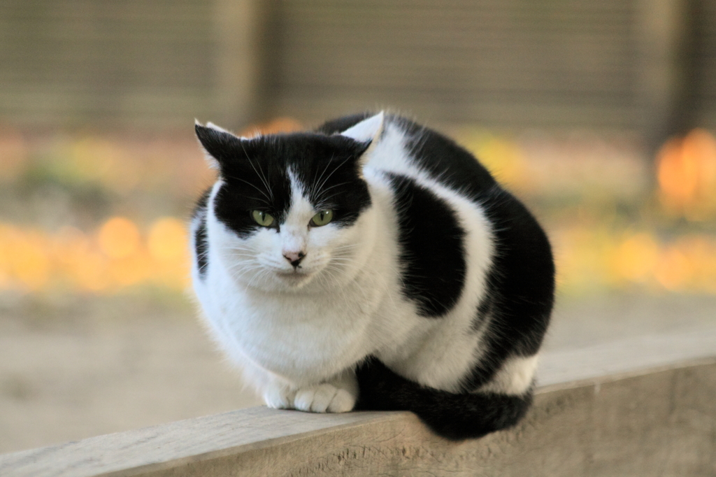 吾輩は猫である