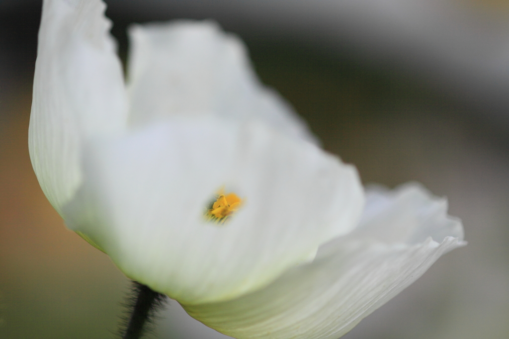 のぞき花