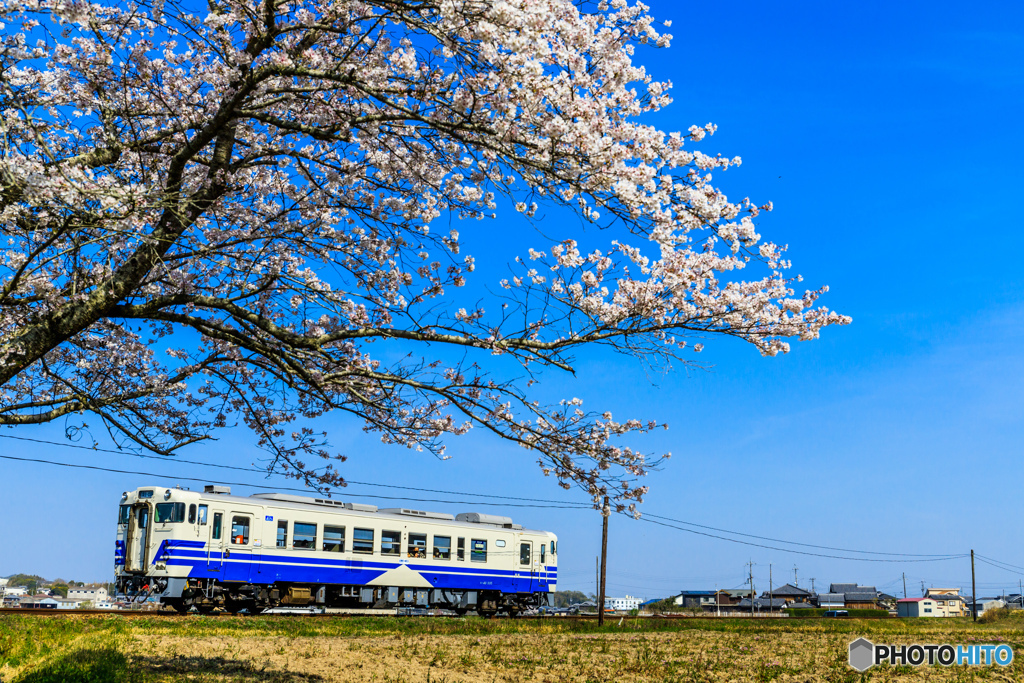 鉄道と桜との美しい出会い