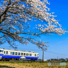 鉄道と桜との美しい出会い