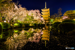 東寺の夜桜庭園Ⅲ