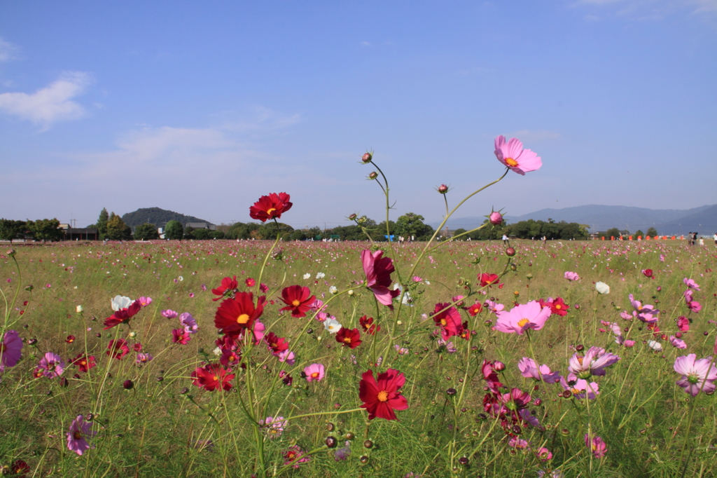 乱舞する秋桜