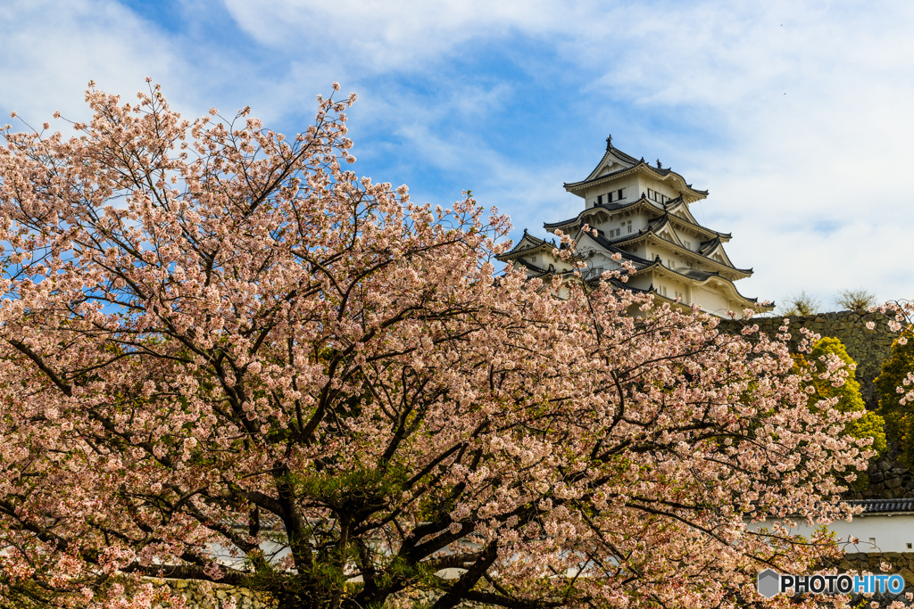 大天守と桜（１）