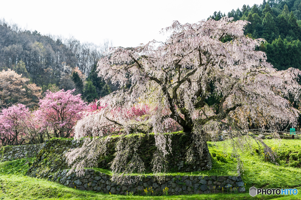 本郷の瀧桜