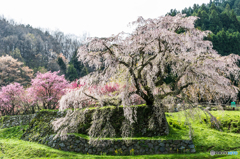 本郷の瀧桜