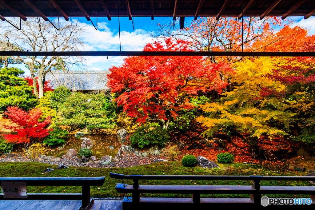 相国寺の紅葉（Ⅲ）