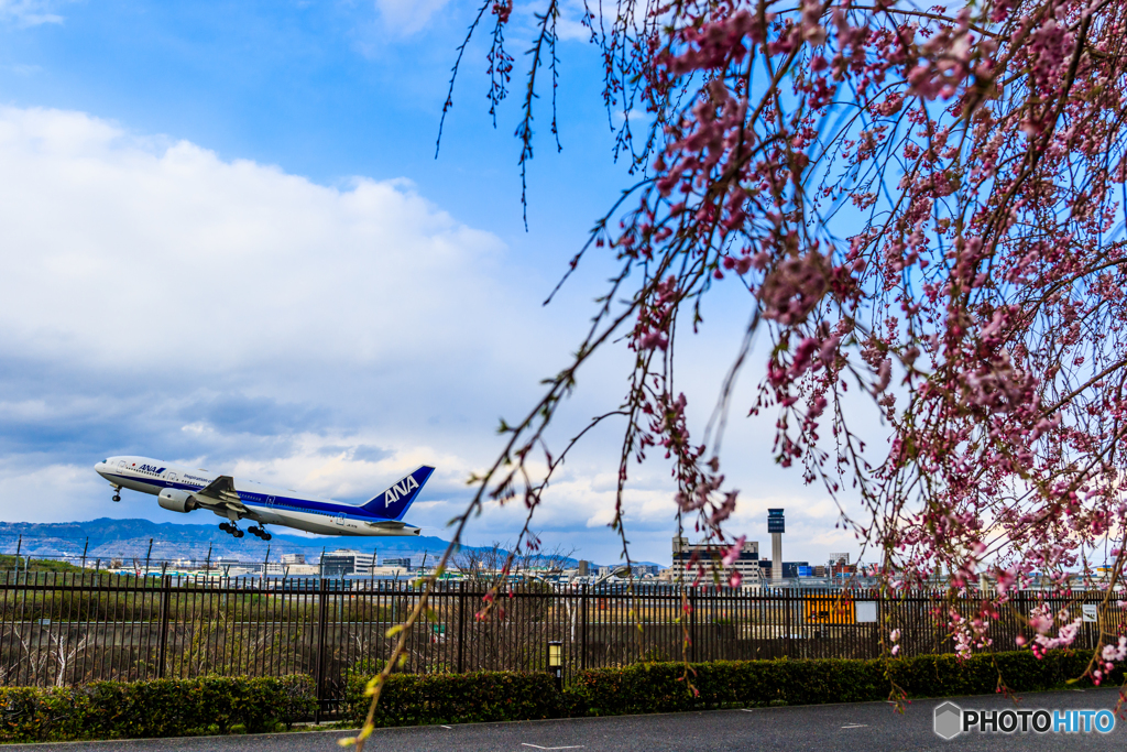 桜のある空港