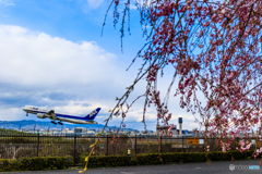 桜のある空港