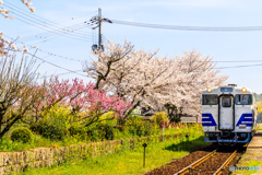 桜・電線