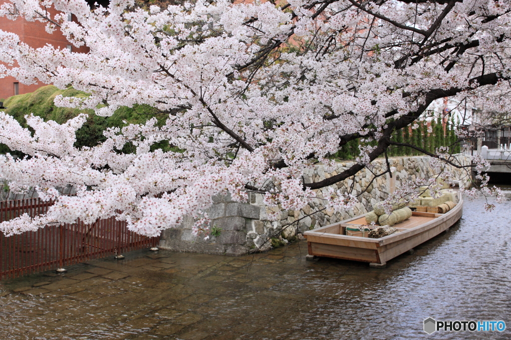 高瀬舟と桜