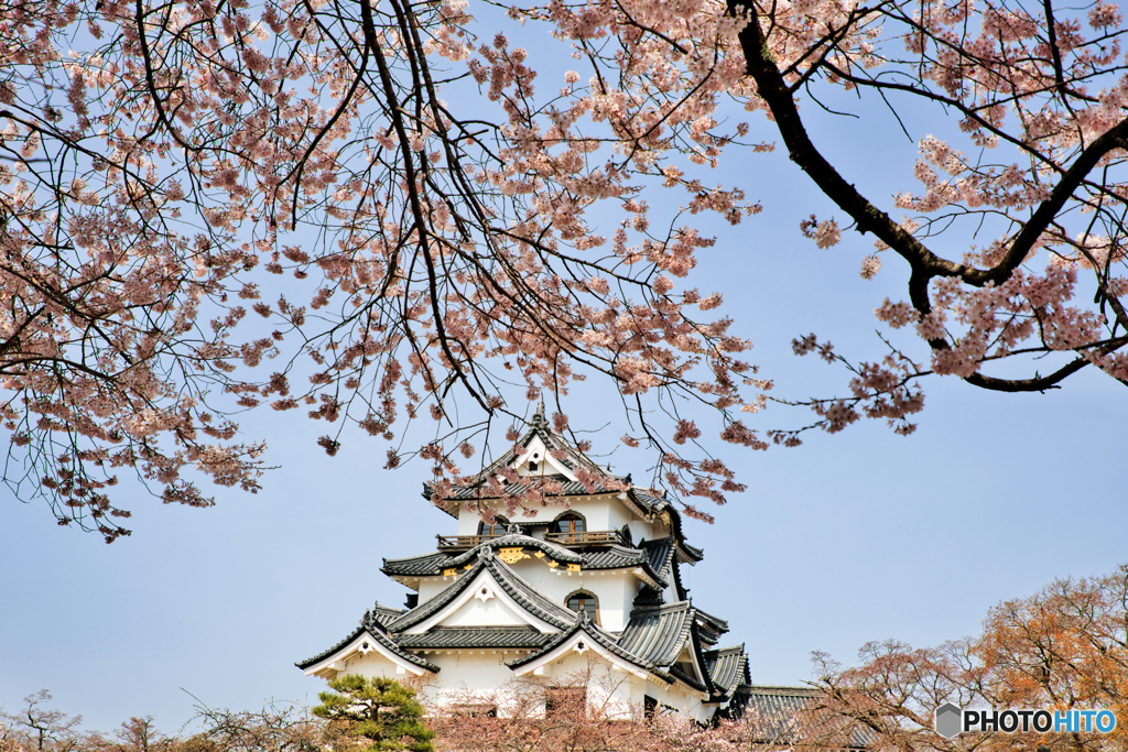 彦根城と桜