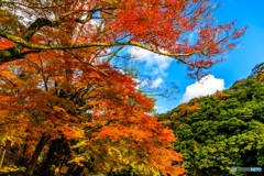 三原色の嵐山