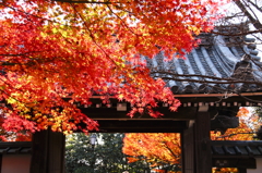 龍安寺山門