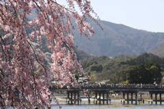 枝垂れる橋