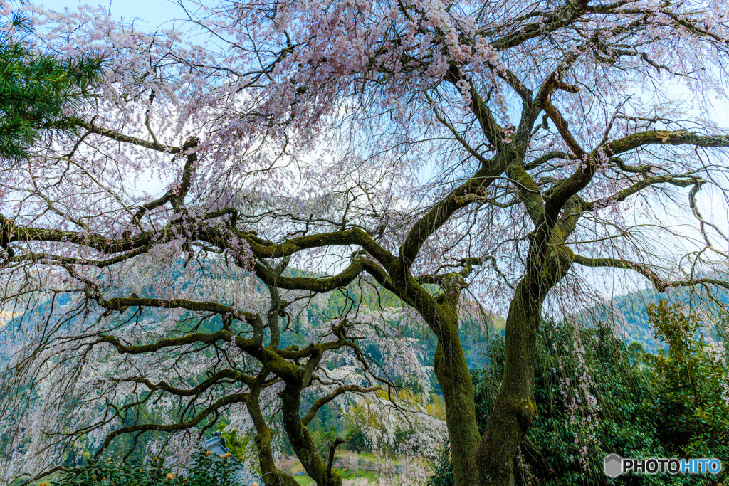 貝原のシダレ桜Ⅱ