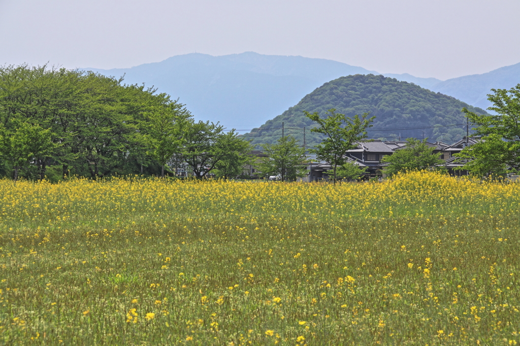 畝傍山に映えて