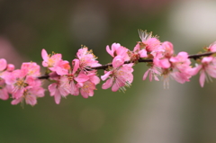 花の鎖