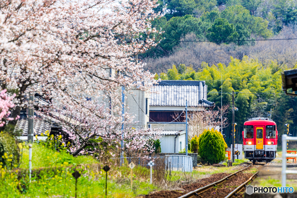 桜便り