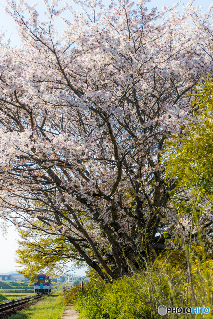 法華口の桜鉄道