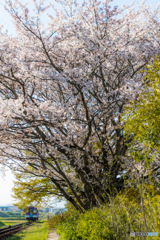 法華口の桜鉄道