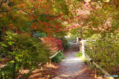 直指庵の紅葉