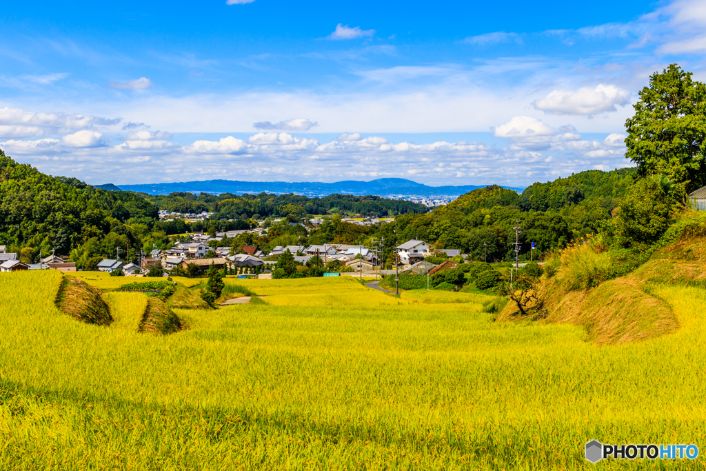阪田の棚田