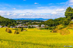 阪田の棚田