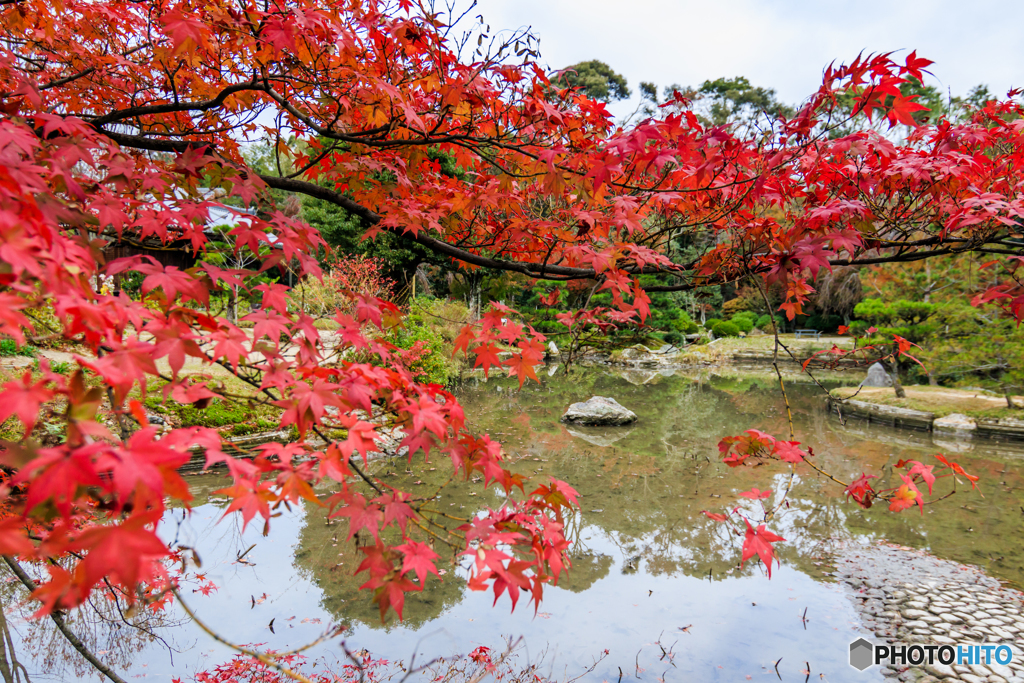 法金剛院の紅葉