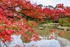 法金剛院の紅葉