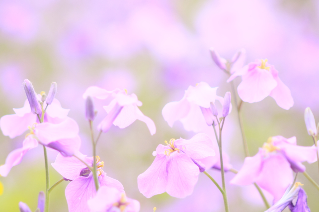 ハナハナハナ