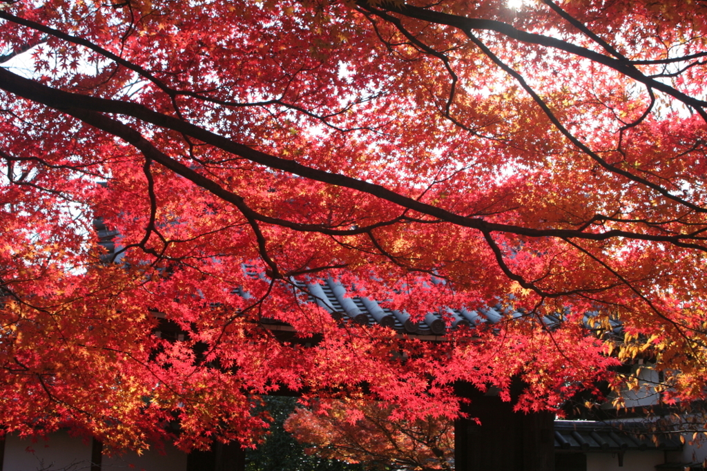 燃える山門