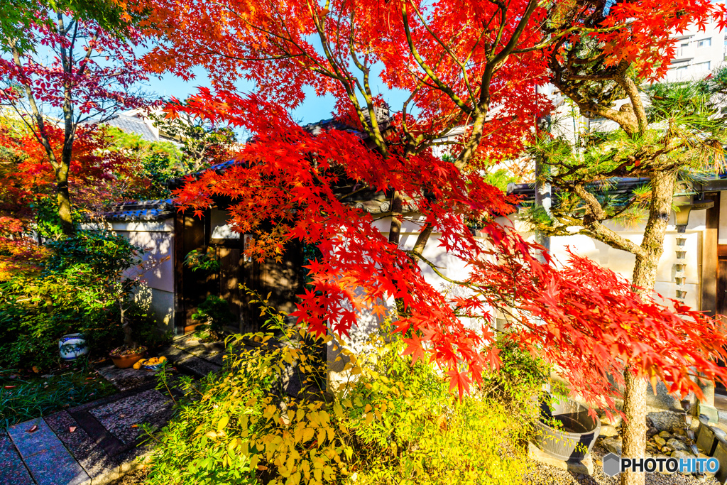妙蓮寺の紅葉