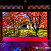妙覚寺の額縁紅葉
