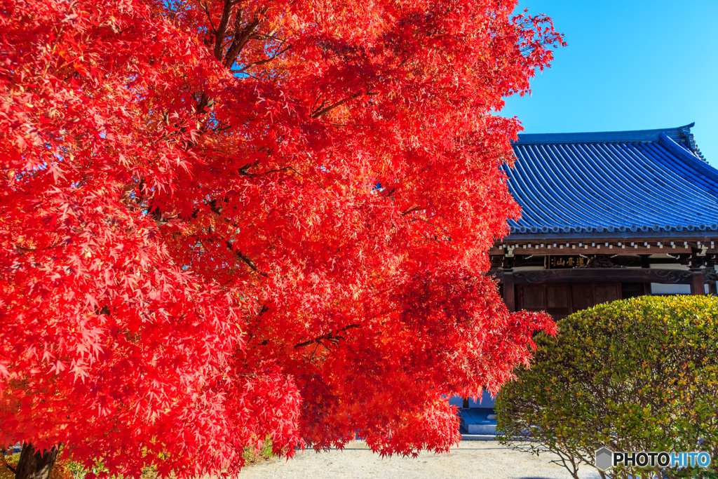 阿弥陀寺の境内