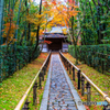 高桐院の参道